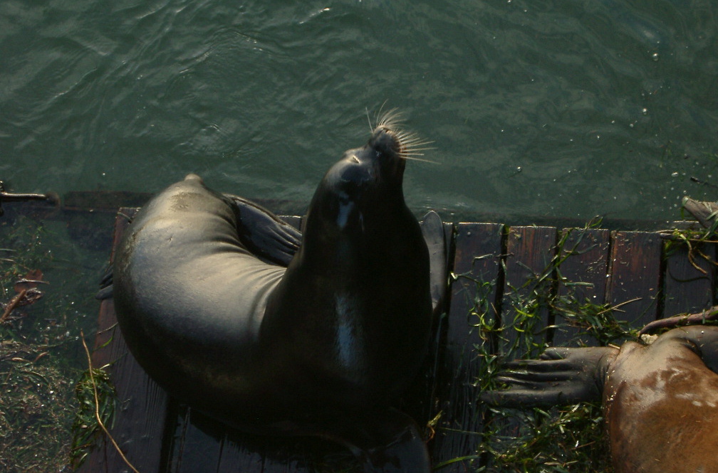 sea lions