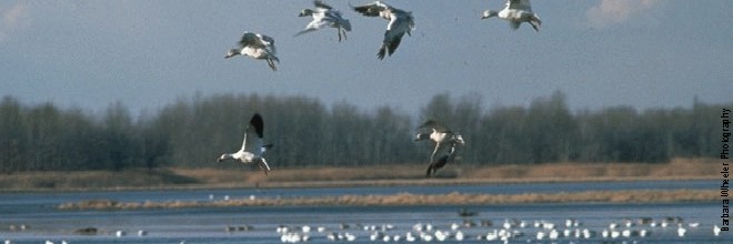 Malheur Lake