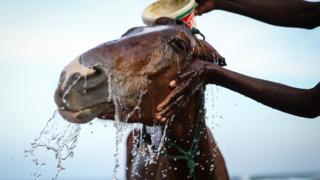 A man washes his horse at Yoff Beach in Dakar, Senegal on December 02, 2023.Senegalese people widely use horses and horse-drawn carriages in transportation and transport, despite rapid urbanization in the country.