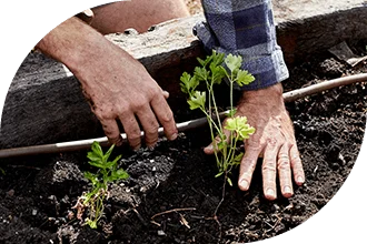 Hands in earth, planting, gardening