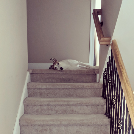 image of Dudley the Greyhound lying at the top of the stairs, looking at me, with one ear poking up