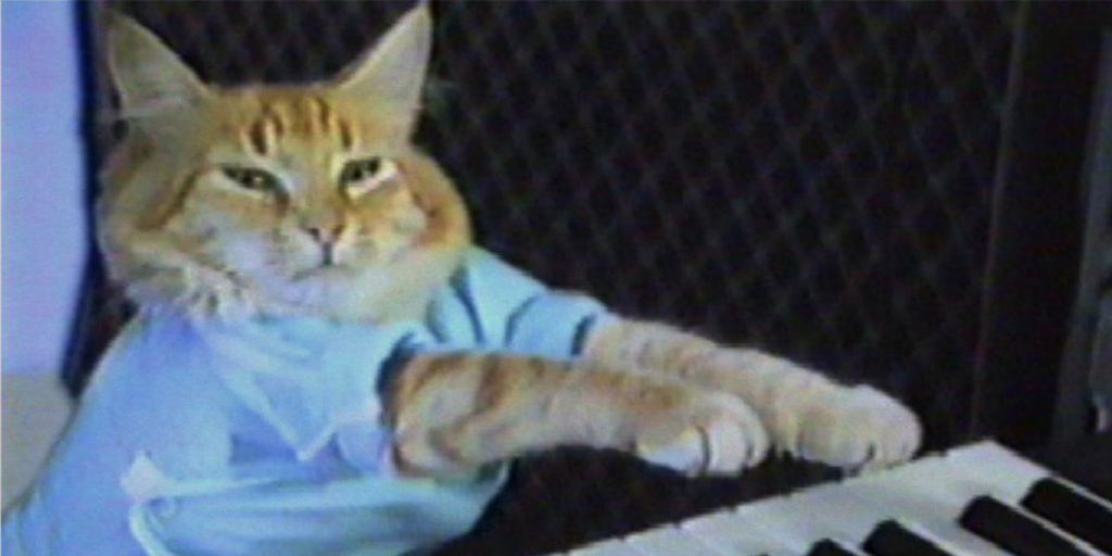 Orange tabby cat in blue t-shirt playing a keyboard