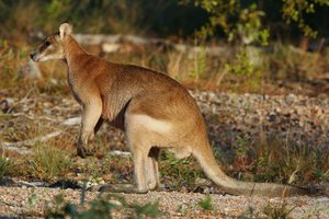 Agile Wallaby Macropus agilis, wild animal, Cooktown, Queensland, Australia, 18 May 2008.