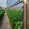 Plants grow in a long greenhouse.