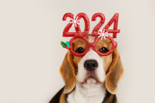 In 2024, even dogs are setting goals in the name of self-improvement.