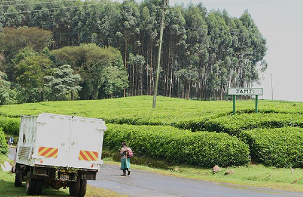 A view of Jamji Tea Estate operated by Ekaterra and previously by Unilever. Evicted Kenyans violently pushed out by colonial era settlers are calling for justice. ANTHONY LANG’AT