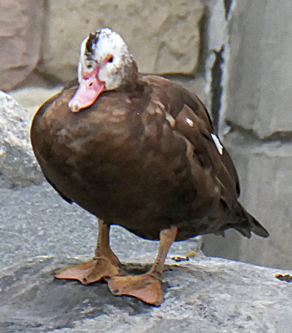 Black-bellied whistling duck