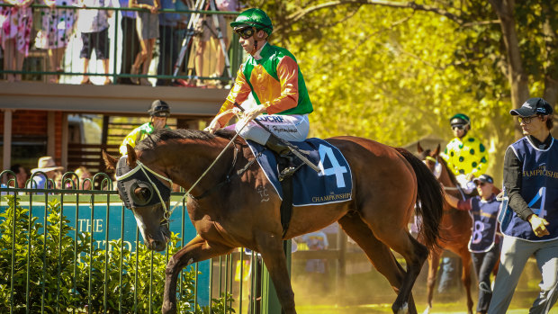 Lundholm’s sprinter to show divine chops at Dubbo