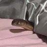 A photo of the snake in the woman’s bed.