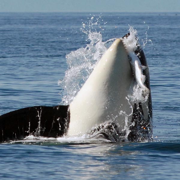 <span class="g-animatedblock-title-small">Protecting Orca by Restoring Salmon<br />&nbsp;</span>