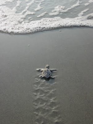 sea baby turtle - 7470743296