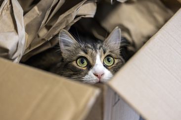 CAT STOCK Curious cat inside the cardboard box, following the sounds outside.