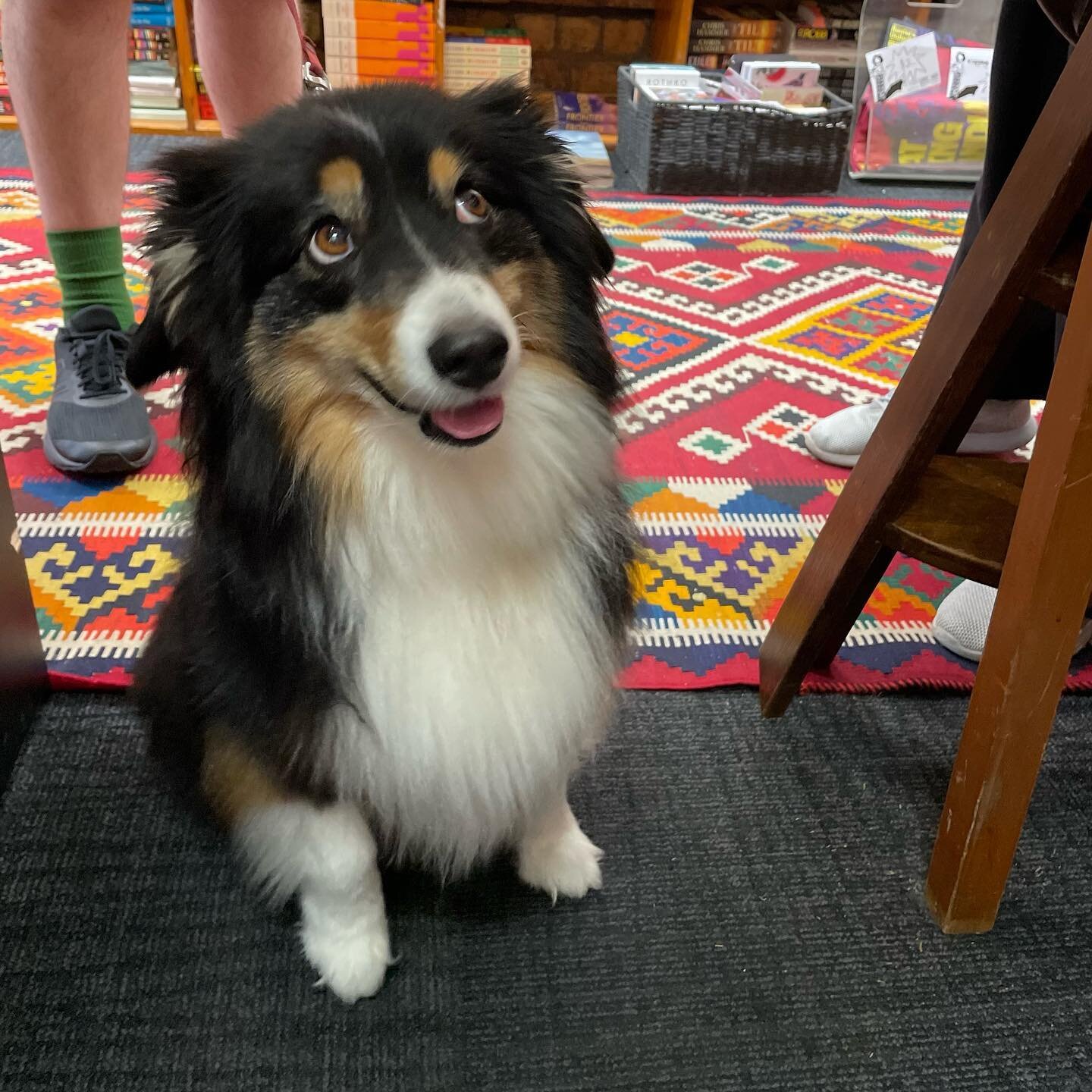 Zorro is very happy it&rsquo;s a Saturday morning ?️ 
*
*
*
*
*
#dogsattimeout #books #bookstagram #bestseller #booklover #mustread #bookworm #newbook #newzealand #bookshop #reading