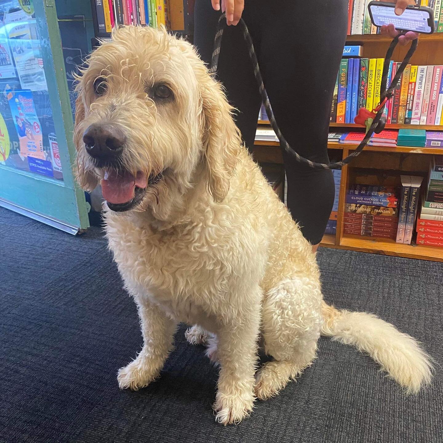 We had visits from Rosie, Winnie and Ted this week ? 
*
*
*
*
*
#dogsattimeout #books #bookstagram #bestseller #booklover #mustread #bookworm #newbook #newzealand #bookshop #reading