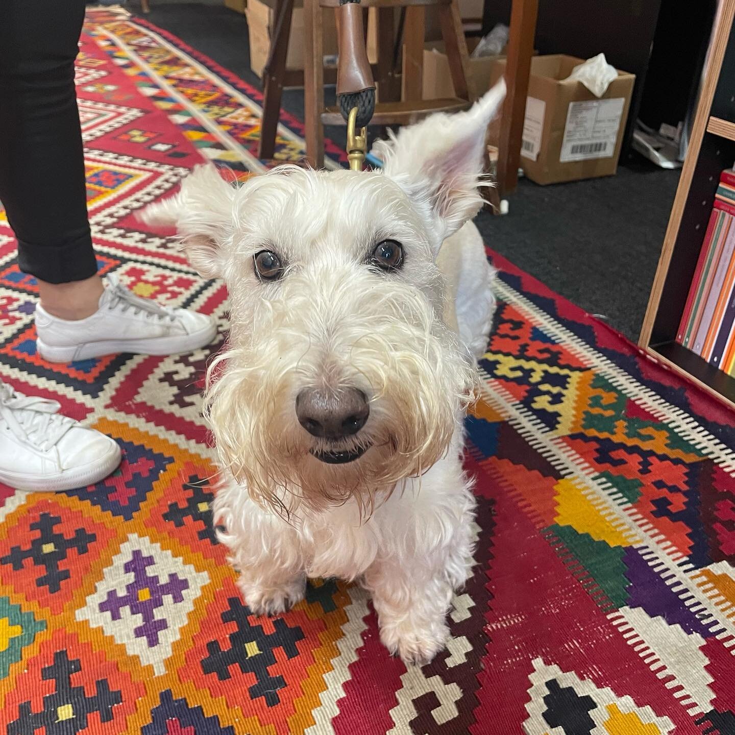 It&rsquo;s Goldie ✨
*
*
*
*
*
#dogsattimeout #books #bookstagram #bestseller #booklover #mustread #bookworm #newbook #newzealand #bookshop #reading