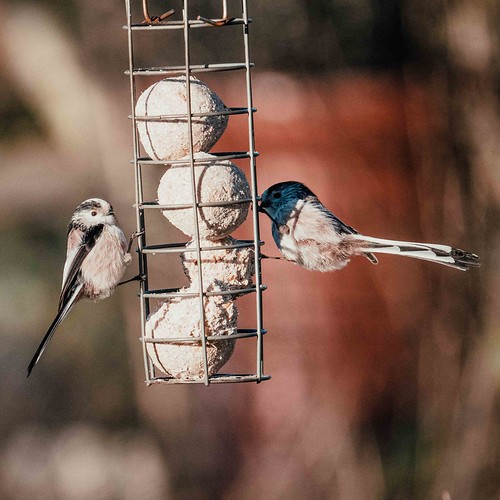 Long-tailed tit