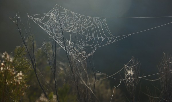 Spider web