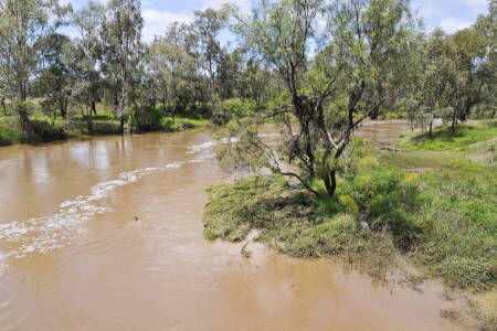 Calls to Implement National Carp Program