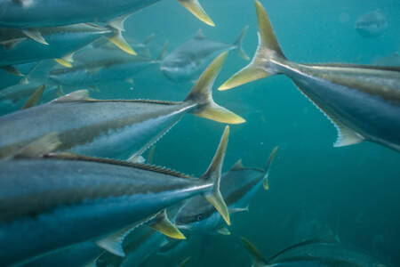 Boosting the Tuna Industry