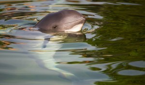 vaquita porpoise