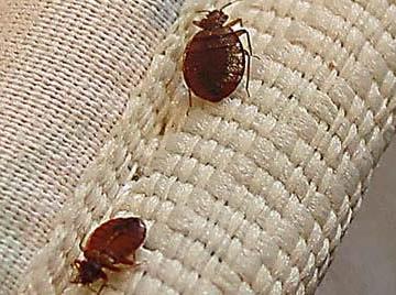 bedbug control