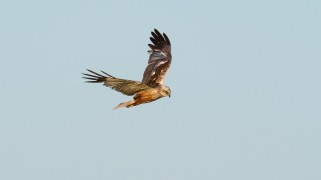 A golden brown bird soars on a light blue sky.