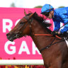 Godolphin star filly Zardozi will be a punters’ favourite in the Vinery Stud Stakes at Rosehill on Saturday.