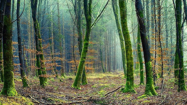 Picture of moss-covered trees in a forest.