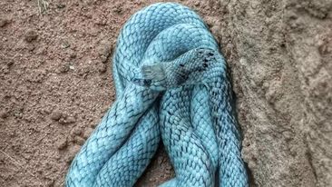 Blue snake found by snake catcher Mathew Hampton