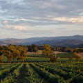 Top-ranking Yarra Yering is known for its cabernet and shiraz varietals and blends, but especially its Dry Red Wine No. 1.