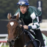 Place Du Carrousel enjoys the soft Randwick surface at Breakfast with the stars on Tuesday morning.