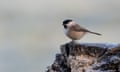 A marsh tit perched on a rock (Photgraph: Lisa Geoghegan/Alamy Stock Photo)