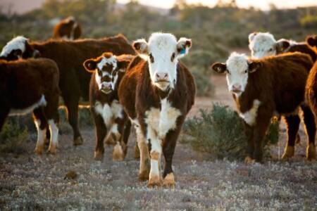 Pasture Dieback Spreading Across Queensland