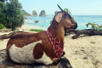 Living the dream: Bonnie the goat.