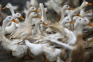 File - In this photo taken Tuesday, Feb. 14, 2012, ducks walk around an area where a suspected outbreak of the H5N1 bird flu virus was reported, in Nhat Tan commune, Kim Bang district, Ha Nam province, Vietnam.