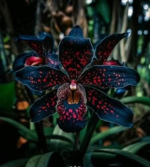 r/BeAmazed - What do you think about black orchids?