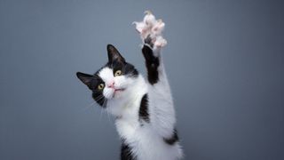 Playful tuxedo cat raising paw showing claws on gray background with copy space.