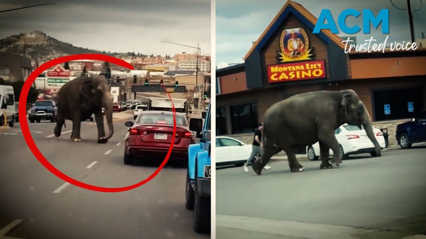 Viola, the elephant, escaped from a traveling circus in Butte, Montana, after being spooked by a backfiring car. She wandered the streets, stopping traffic and knocking over a fence or two.