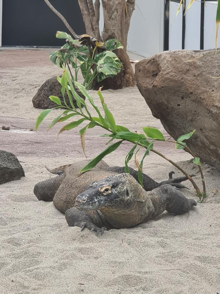 r/houseplants - I went to the Adelaide zoo today. The komodo dragon had 3 thai constellation monsteras in its enclosure. This lizard has better plants than me.