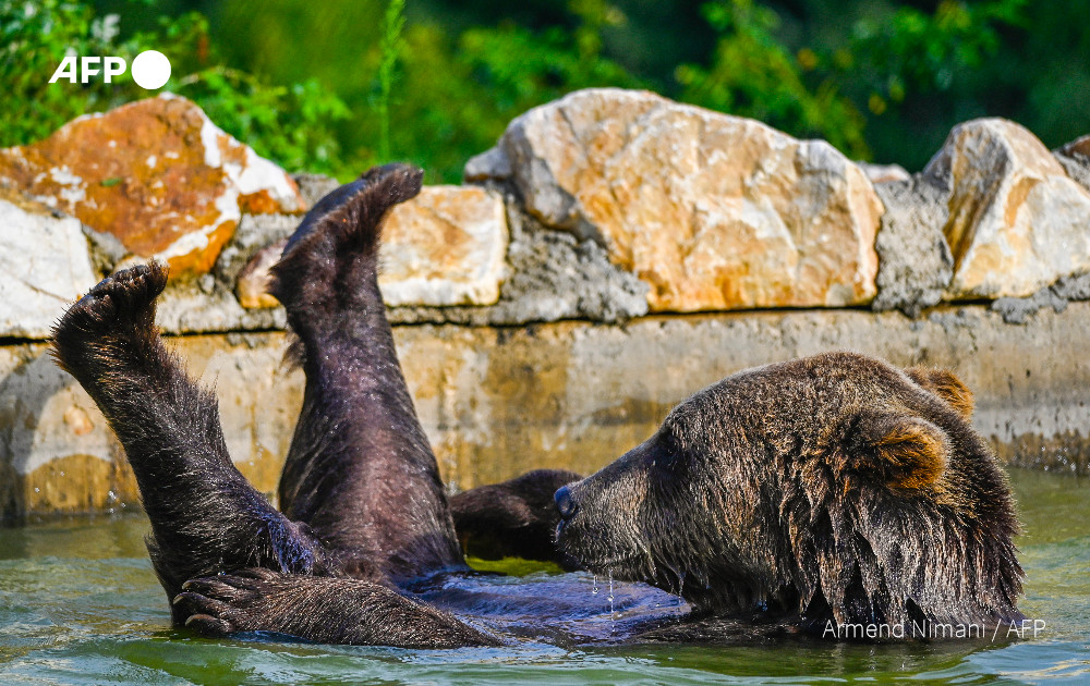 r/aww - A brown bear "cools off in a pool at a sanctuary near the village of Mramor, Kosovo." Photo credit: Armend Nimani / Agence France-Presse (AFP)