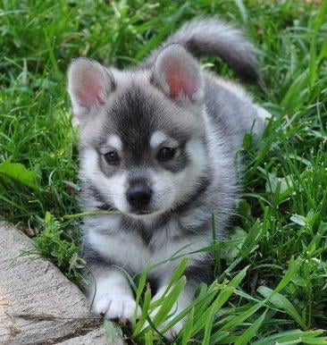 r/Eyebleach - Alaskan Klee Kai puppy