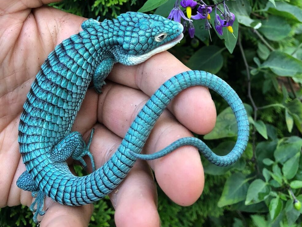 r/Eyebleach - An endangered Mexican Alligator lizard.