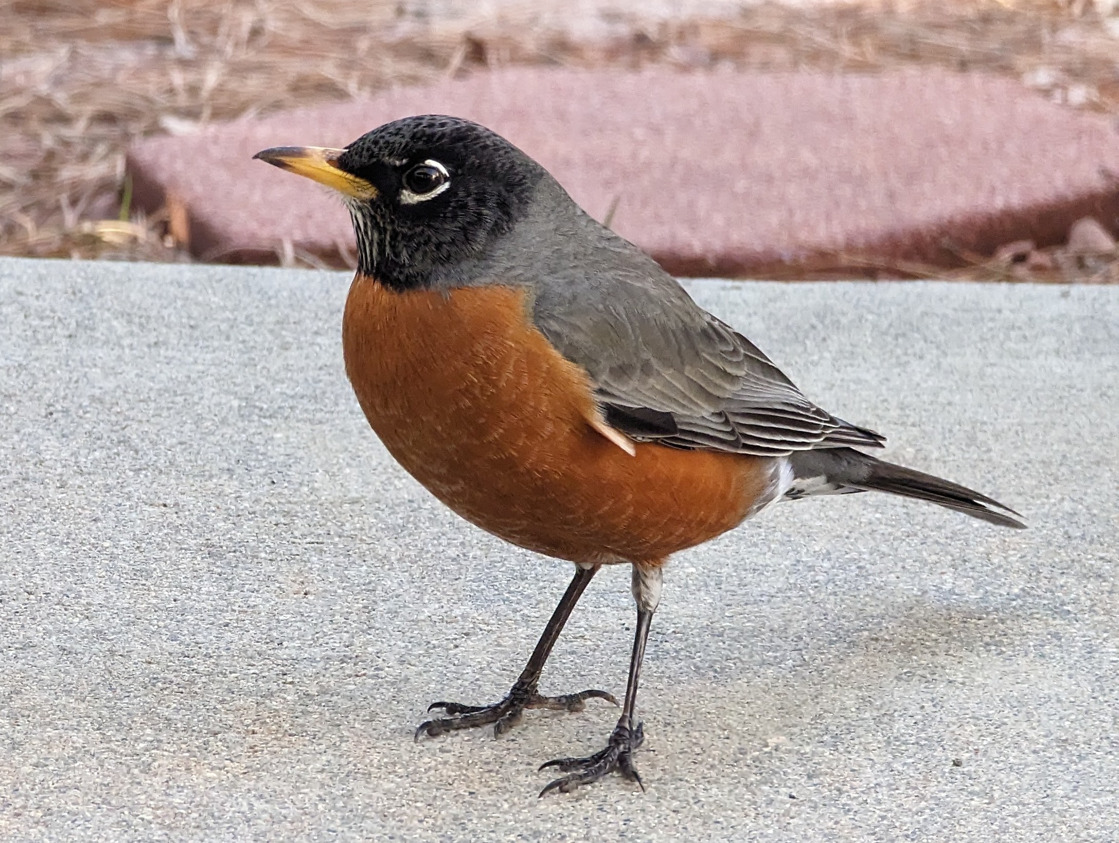 r/birding - A very special (to me) American Robin