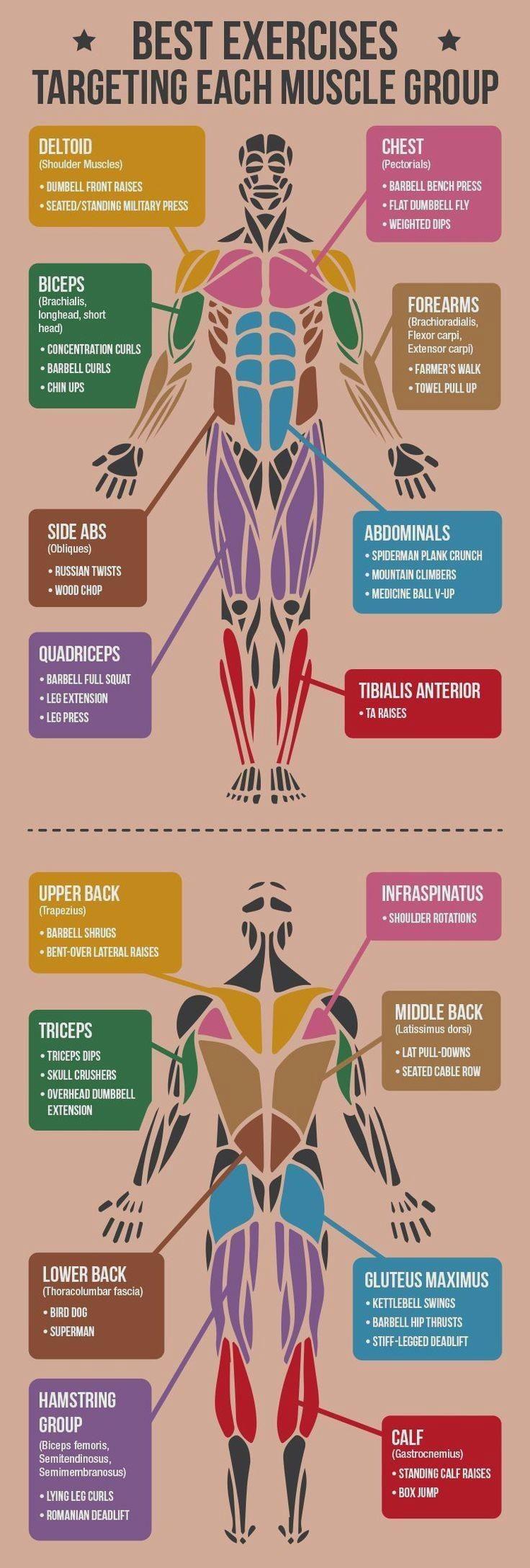 r/coolguides - A cool guide about different muscles and best exercises to train them