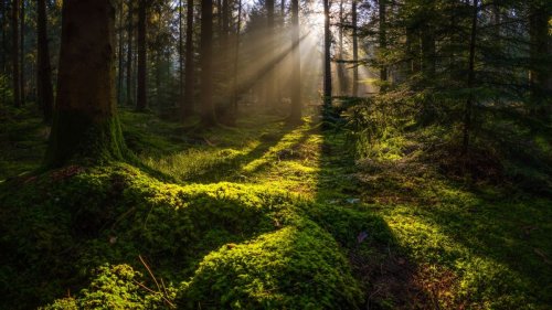 Why do people hear their names being called in the woods?