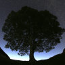 A general view of the stars above Sycamore Gap tree near Bardon Mill, England.