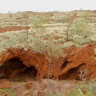 Tasmanian Devil tooth among ‘mind-blowing’ finds in destroyed Juukan Gorge cave