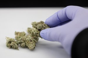 FILE - In this June 21, 2018, file photo, a laboratory manager demonstrates how she uses an instrument to photograph cannabis samples at an analytical laboratory in Oakland, Calif.