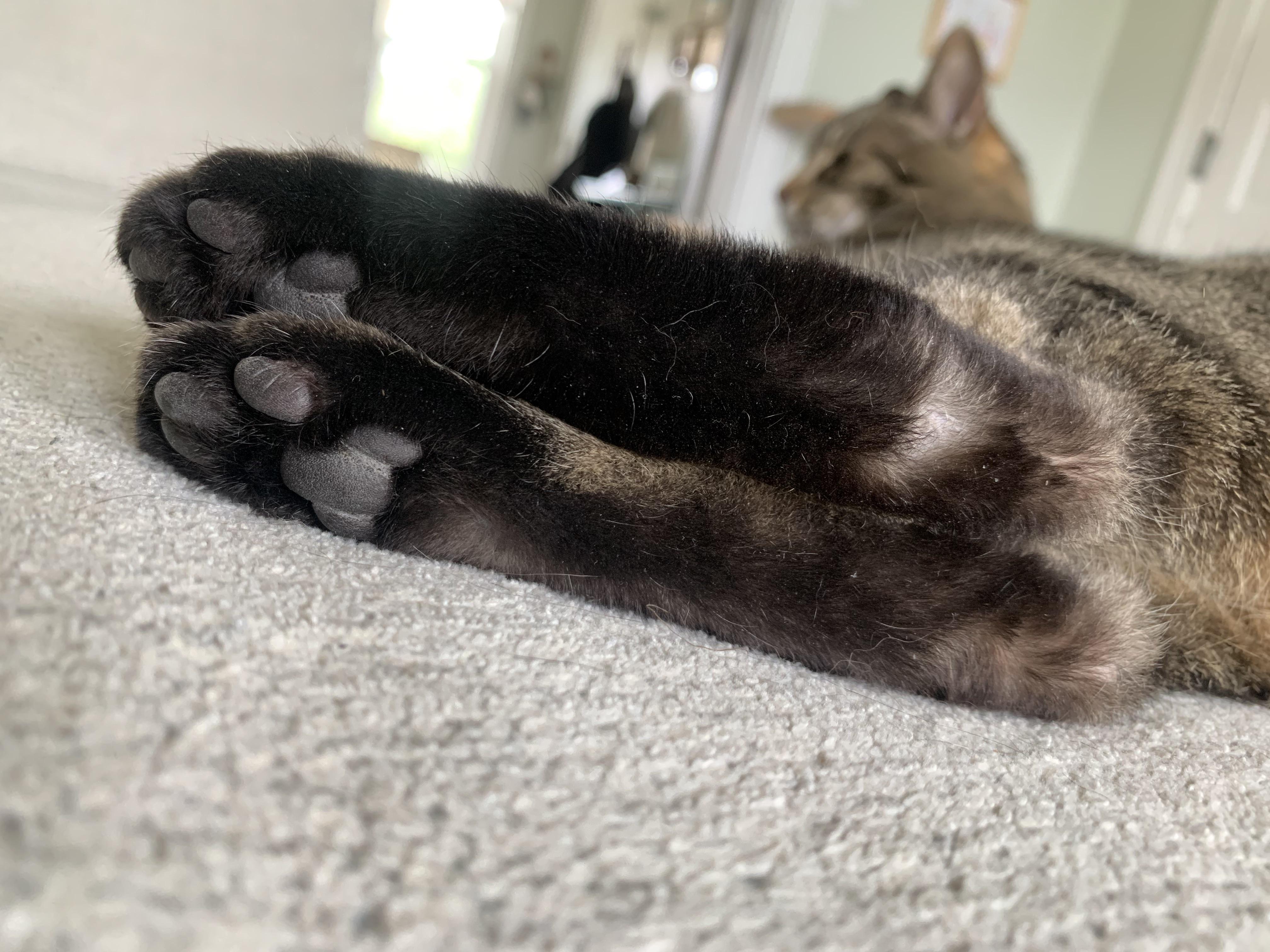 r/cats - What do you call your cat’s paws? 