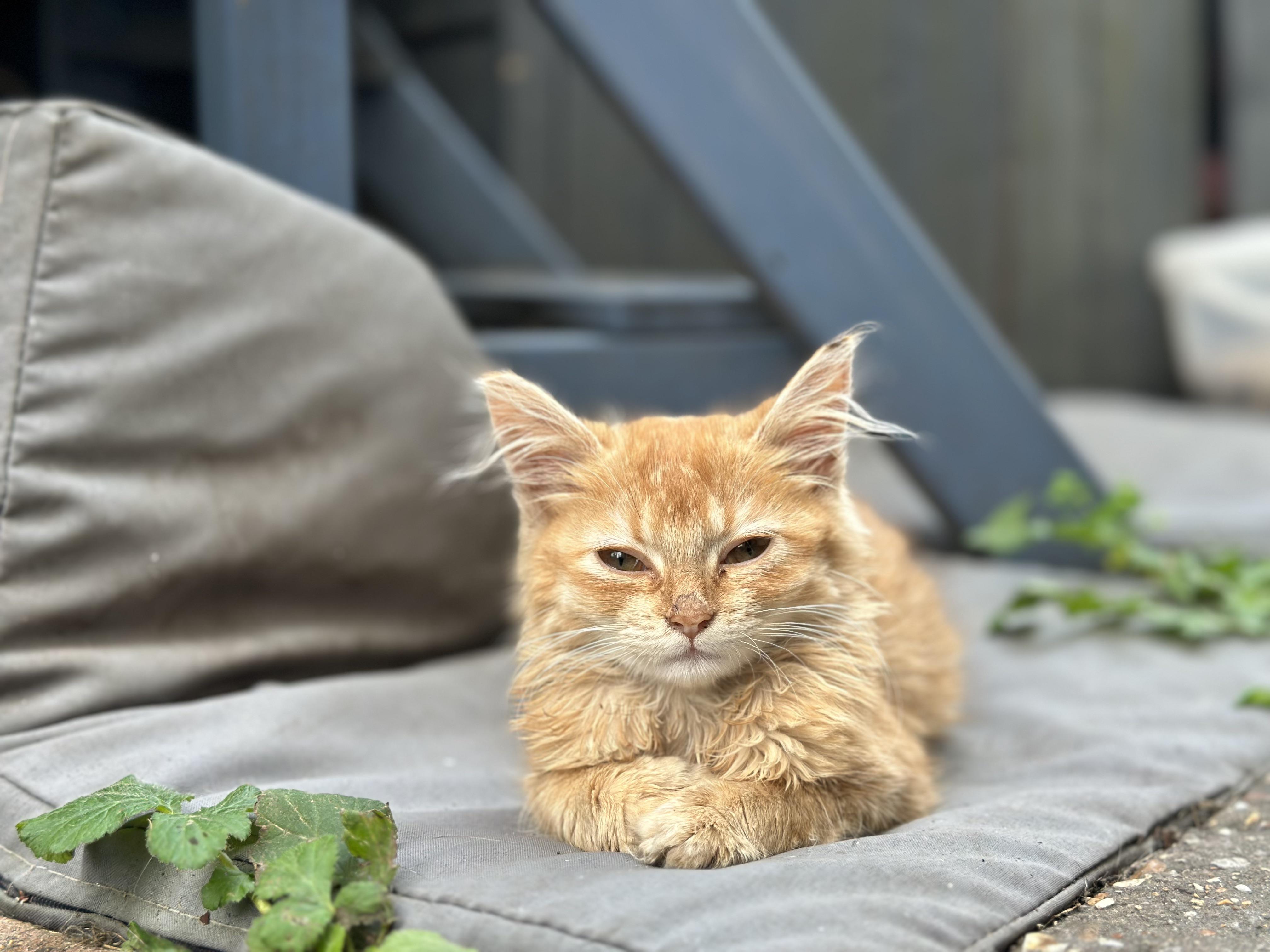 r/cats - £1000 later and after a couple sad weeks, Millie has passed away after eating something poisonous while exploring.